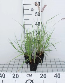 Pennisetum 'Karley Rose' - pot 9x9 cm -