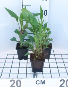 Echinacea purpurea 'Magnus' - pot 9x9 cm -