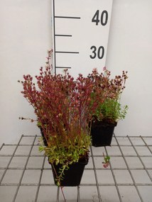 Saxifraga 'Pixie' - pot 9x9 cm
