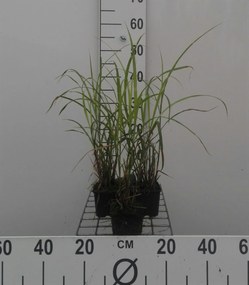 Miscanthus sinensis 'Strictus' - pot 9x9 cm