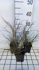 Miscanthus sinensis 'Pünktchen' - pot 9x9 cm -