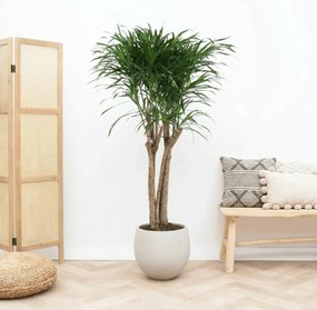 Dracaena Anita Variegata multi stam - 130cm