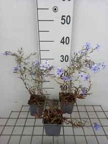 Phlox divaricata 'Chattahoochee' - pot 9x9 cm