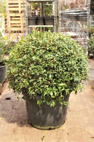 Osmanthus x burkwoodii - pot - bolvorm diameter 70+ cm