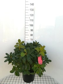 Rhododendron 'Red Jack' - pot 10L - 60-80 cm