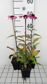 Echinacea purpurea 'Magnus Superior' - pot 9x9 cm -