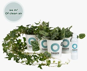 Ogreen Hanging Friends