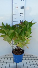 Hydrangea macrophylla 'PIIHMII' (Bloomstruck, Bloomstar) - pot 3L - 25-30 cm
