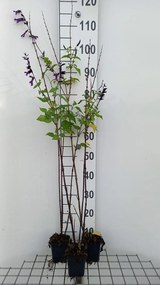 Salvia 'Amistad' - pot 9x9 cm -