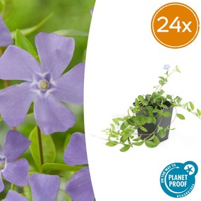 Vinca minor 'La Grave' - 20cm