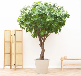 Kunstplant Vijgenboom - 250cm