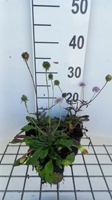 Scabiosa columbaria 'Nana' - pot 9x9 cm