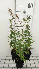 Phlox 'Omega' - pot 9x9 cm