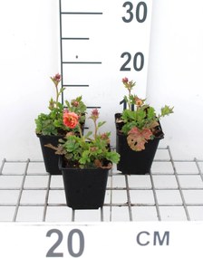 Geum 'Mai Tai' - pot 9x9 cm -