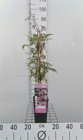 Clematis 'Fragrant Spring' - pot - 50-60 cm -