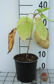 Hydrangea arborescens 'Annabelle' - pot 1,5L - 20-30 cm -