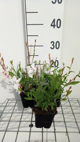Gaura lindheimeri 'White Dove' - pot 9x9 cm -