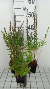 Lythrum salicaria 'Robin' - pot 9x9 cm