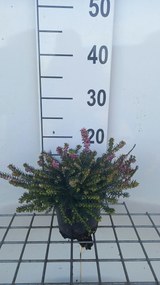 Erica x darleyensis 'Kramer's Rote' - pot 1,3L - 15-20 cm -