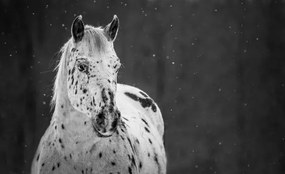 Foto Midnight Snow, Carey Dils