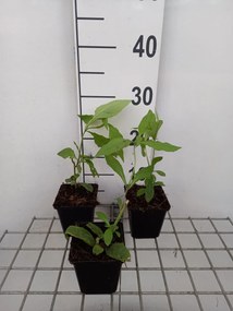 Verbesina alternifolia - pot 9x9 cm -
