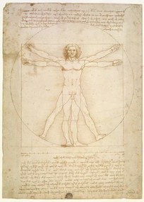 Leonardo da Vinci - Kunstdruk The Proportions of the human figure , c.1492, (30 x 40 cm)