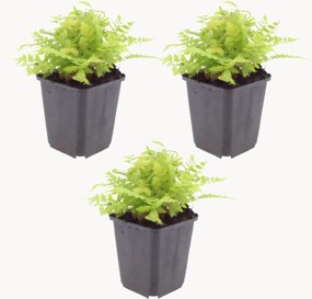 Planten Male Fern Dryopteris Filix-Mas, 3-delig