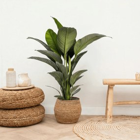 Spathiphyllum - 120cm