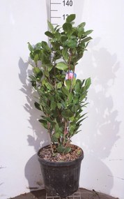 Camellia japonica roze - pot 15L - 80-100 cm