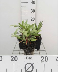 Oenothera macrocarpa - pot 9x9 cm -