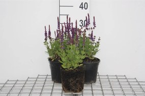 Salvia nemorosa 'Ostfriesland' - pot 2L -