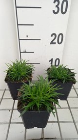 Lychnis alpina 'Rosea' - pot 9x9 cm -