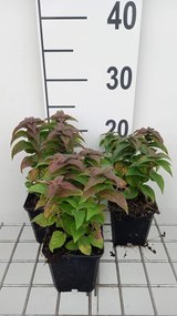Monarda 'Acpetdel' (Petite Delight) - pot 9x9 cm