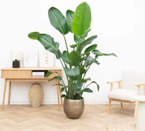 Strelitzia Nicolai XL - 225cm