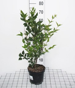 Syringa patula 'Miss Kim' - pot - 40-60 cm