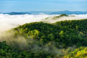 Foto Beautiful mist over green forest on mountain., NirutiStock, (40 x 26.7 cm)
