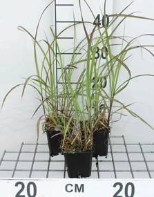 Miscanthus sinensis 'Graziella' - pot 9x9 cm