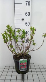 Weigela 'Red Prince' - pot - 40-50 cm
