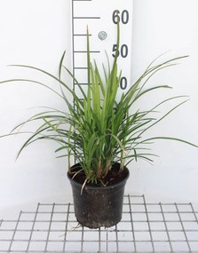 Liriope muscari'Big Blue'- pot 3L