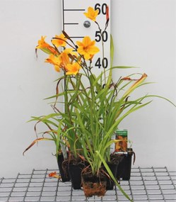 Hemerocallis 'Corky' - pot 9x9 cm