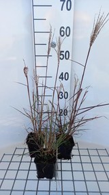 Miscanthus sinensis 'Aperitif' - pot 9x9 cm -