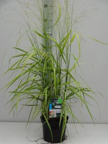 Panicum virgatum'Shenandoah'- pot 3L