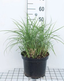Miscanthus sinensis'Ferner Osten'- pot 3L
