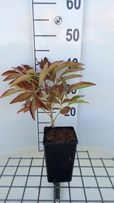 Paeonia 'Immaculée' - pot 1L