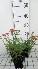 Achillea millefolium 'Apricot Delight' - pot 9x9 cm