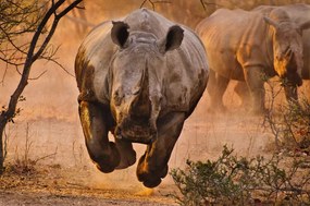 Foto Rhino learning to fly, Justus Vermaak