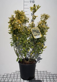 Euonymus japonicus 'Aureomarginatus' - pot 10L - 60-80 cm