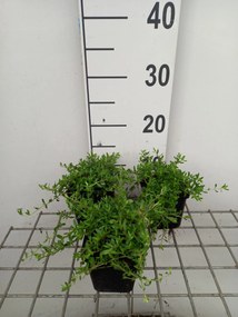Thymus longicaulis - pot 9x9 cm
