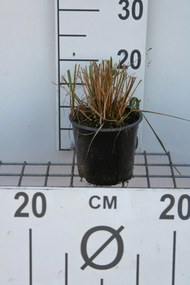 Calamagrostis x acutiflora 'Karl Foerster' - pot 1,5L -