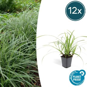 Carex morrowii 'Ice Dance' - 20cm